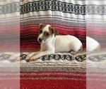 Small Photo #6 Jack Russell Terrier Puppy For Sale in TREZEVANT, TN, USA