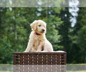 Goldendoodle Puppy for sale in ARLINGTON, WA, USA