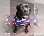 Small #5 Bulldog Mix