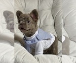 Small #1 French Bulldog