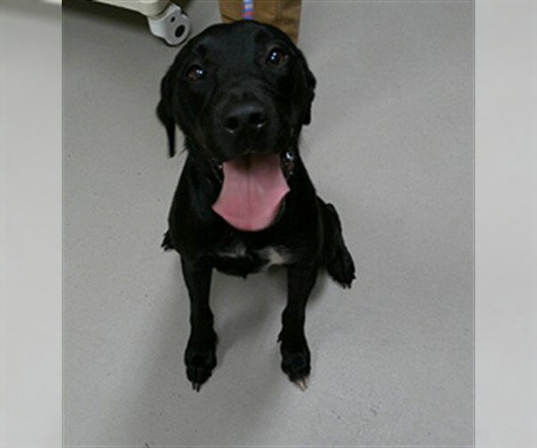 Medium Photo #1 Labrador Retriever-Unknown Mix Puppy For Sale in Sanford, FL, USA