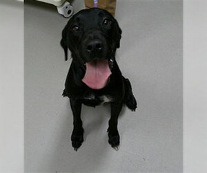 Labrador Retriever-Unknown Mix Dogs for adoption in Sanford, FL, USA