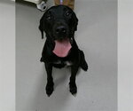 BEAR - Male Labrador Retriever-Unknown Mix Dog for Adoption - Small photo