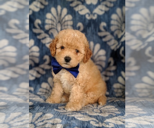 Medium Photo #3 Poochon Puppy For Sale in LANCASTER, PA, USA