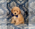 Small Photo #3 Poochon Puppy For Sale in LANCASTER, PA, USA