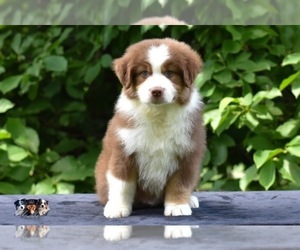 Australian Shepherd Puppy for sale in EASTON, MO, USA