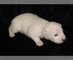 Puppy 5 Parson Russell Terrier