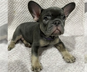 French Bulldog Puppy for Sale in VALRICO, Florida USA