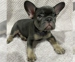 Small Photo #1 French Bulldog Puppy For Sale in VALRICO, FL, USA