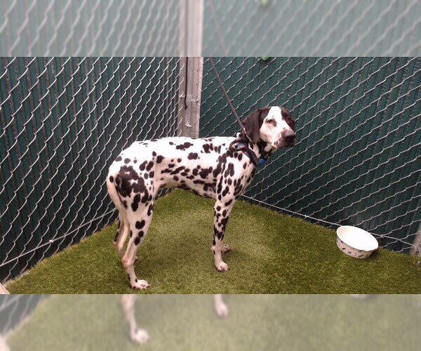 Medium Photo #1 Dalmatian Puppy For Sale in Downey, CA, USA