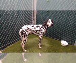 Small Dalmatian