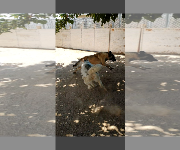 Medium Photo #6 Mutt Puppy For Sale in Apple Valley, CA, USA