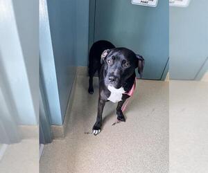 Medium Labrador Retriever Mix