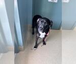 Small Labrador Retriever Mix