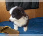Small Photo #68 Australian Shepherd-Pembroke Welsh Corgi Mix Puppy For Sale in GALLEGOS, NM, USA