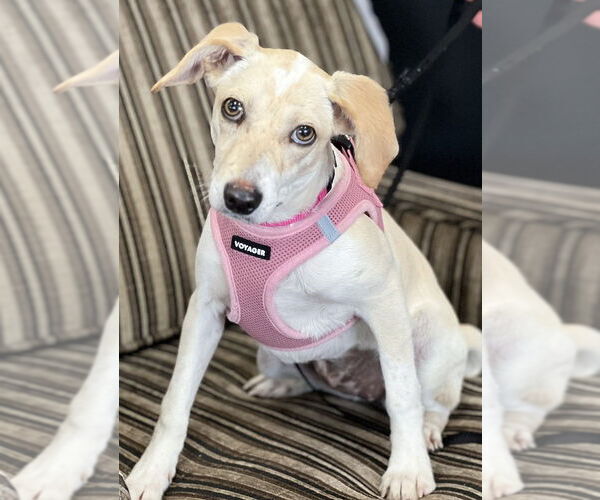 Medium Photo #3 Unknown-Whippet Mix Puppy For Sale in Mundelein, IL, USA