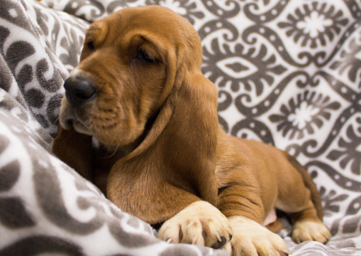 Medium Photo #5 Basset Hound Puppy For Sale in PETERSBURG, IN, USA