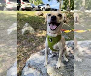 Lucky (AL) - Male Chihuahua-Unknown Mix Dog for Adoption - Photo #4
