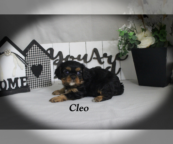 Medium Photo #11 Cavalier King Charles Spaniel Puppy For Sale in CHANUTE, KS, USA