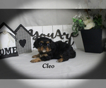 Small #10 Cavalier King Charles Spaniel