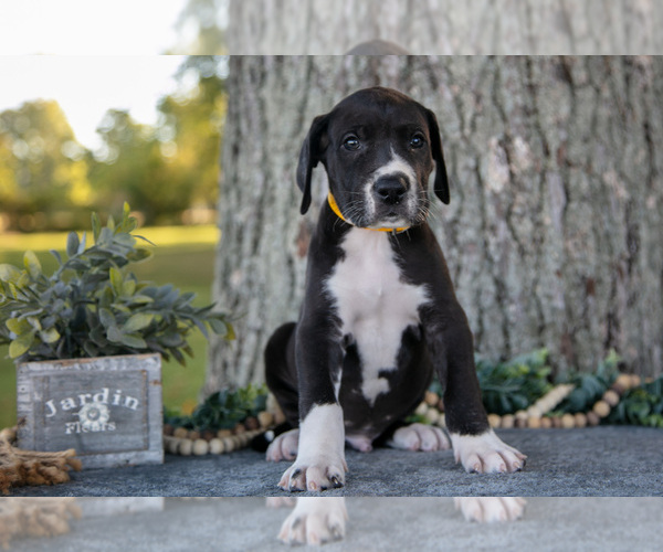 Medium Photo #3 Great Dane Puppy For Sale in SALEM, IN, USA