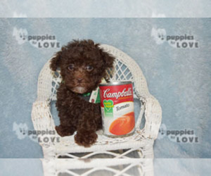 Poodle (Toy) Puppy for Sale in SANGER, Texas USA