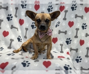 Chihuahua Puppy for sale in LAKELAND, FL, USA