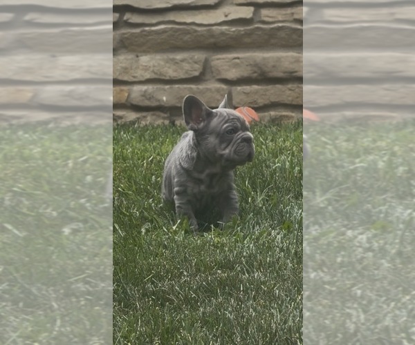 Medium Photo #27 French Bulldog Puppy For Sale in SUSSEX, WI, USA