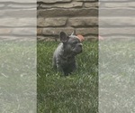 Small #15 French Bulldog