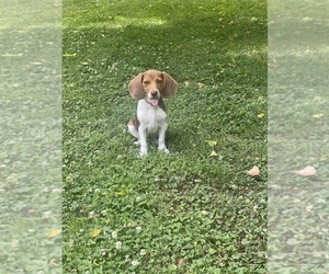 Beagle Puppy for sale in TRIANGLE, VA, USA