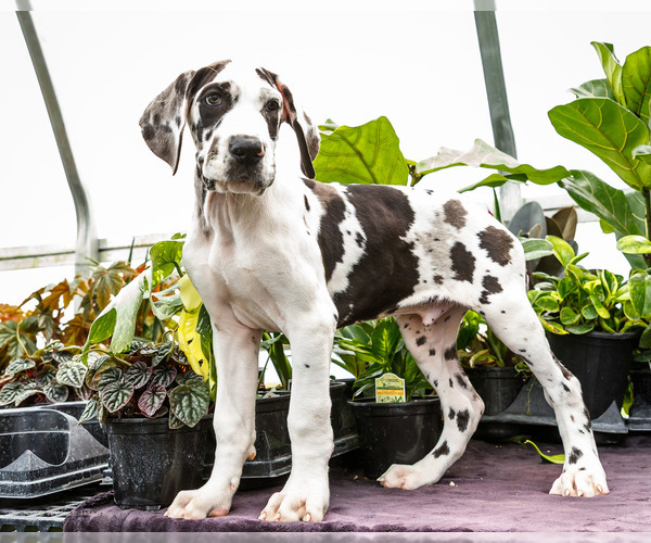 Medium Photo #69 Great Dane Puppy For Sale in WAKARUSA, IN, USA