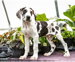 Puppy Chester Great Dane