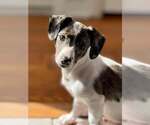 Small #5 Australian Shepherd Mix