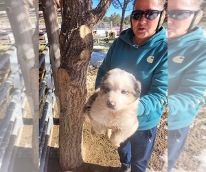 Australian Shepherd Puppy for sale in GANADO, AZ, USA