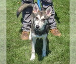 Small #3 Siberian Husky