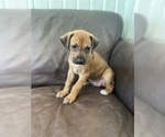 Small Photo #14 Rhodesian Ridgeback Puppy For Sale in KELLER, TX, USA