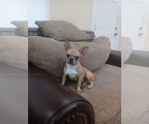 French Bulldog Puppy for sale in ADAMS CITY, CO, USA
