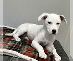 Small #9 Mutt