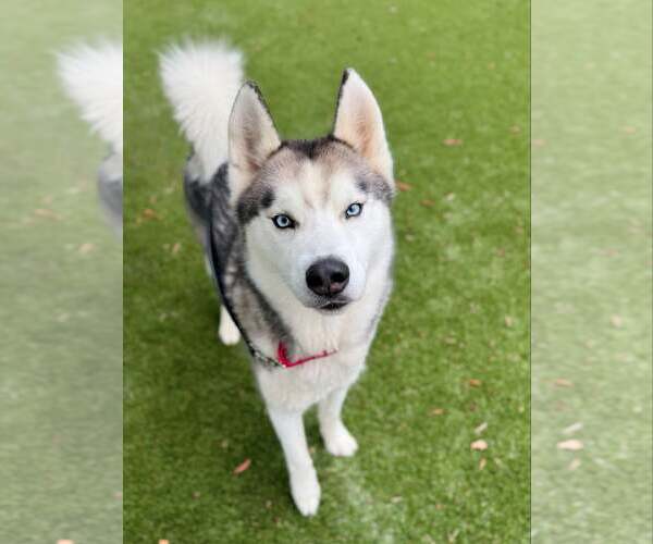 Medium Photo #1 Mutt Puppy For Sale in Shelburne, VT, USA