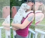 Small #5 Great Dane