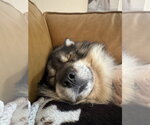 Small #2 Siberian Husky