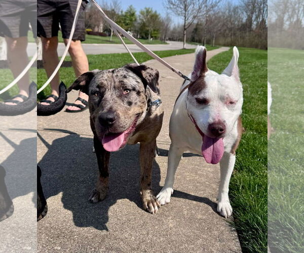 Medium Photo #6 Catahoula Leopard Dog-Unknown Mix Puppy For Sale in Germantown, OH, USA