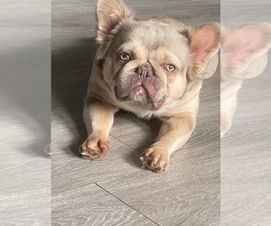 Mother of the French Bulldog puppies born on 07/26/2025
