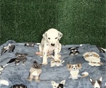 Puppy Kai Dalmatian