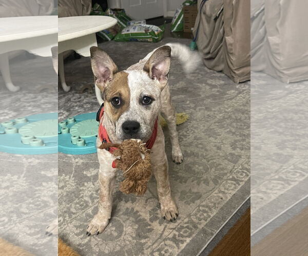 Medium Photo #5 Mutt Puppy For Sale in Garden City, NY, USA