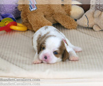 Puppy Bryan AKC Cavalier King Charles Spaniel