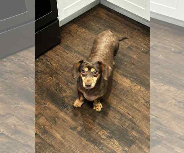 Medium Photo #1 Dachshund-Unknown Mix Puppy For Sale in Holly Springs, NC, USA