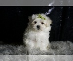Small Photo #95 Maltese Puppy For Sale in WARSAW, IN, USA