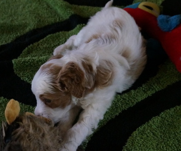 Medium Photo #6 Golden Mountain Doodle  Puppy For Sale in JIM FALLS, WI, USA