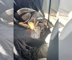 German Shepherd Dog Puppy for sale in KILLEEN, TX, USA